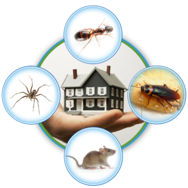 Commercial Pest Control